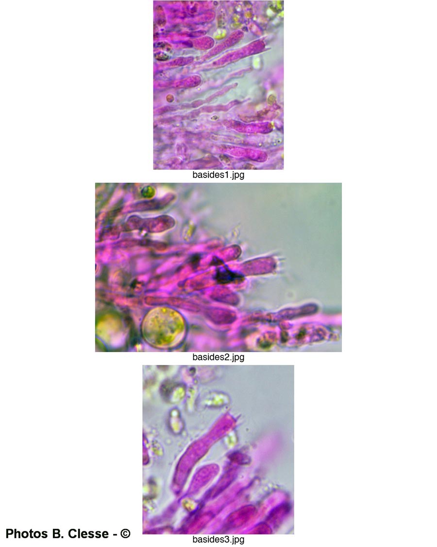 Xylodon crustosus (Basidioradulum crustosum)