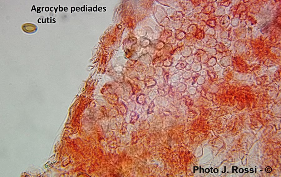 Agrocybe pediades