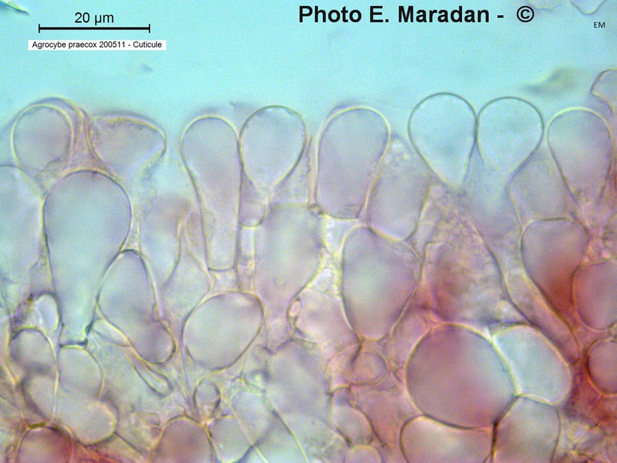 Agrocybe praecox