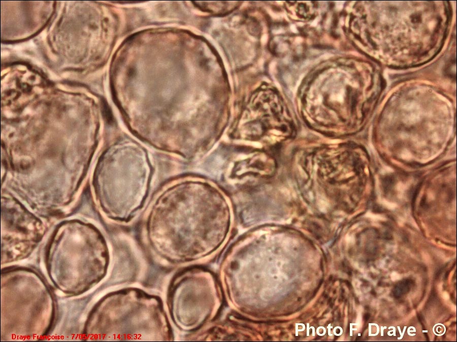 Agrocybe praecox