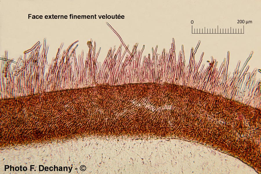 Auricularia auricula-judae