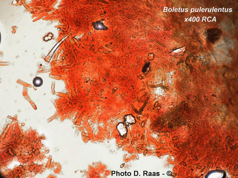 Boletus pulverulentus