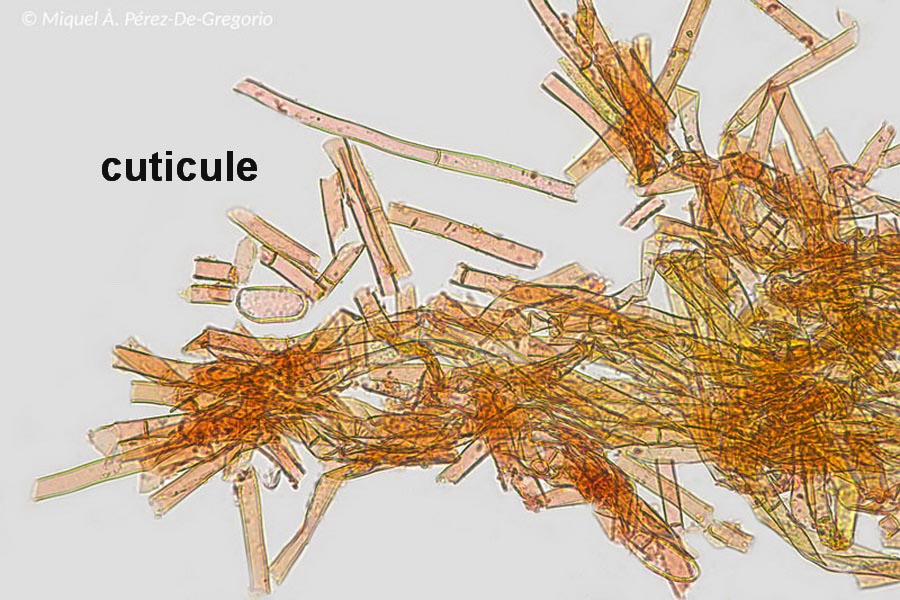 Coltricia cinnamomea