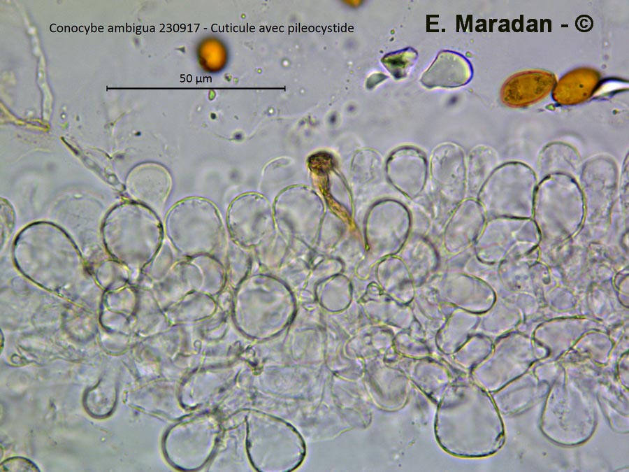 Conocybe ambigua