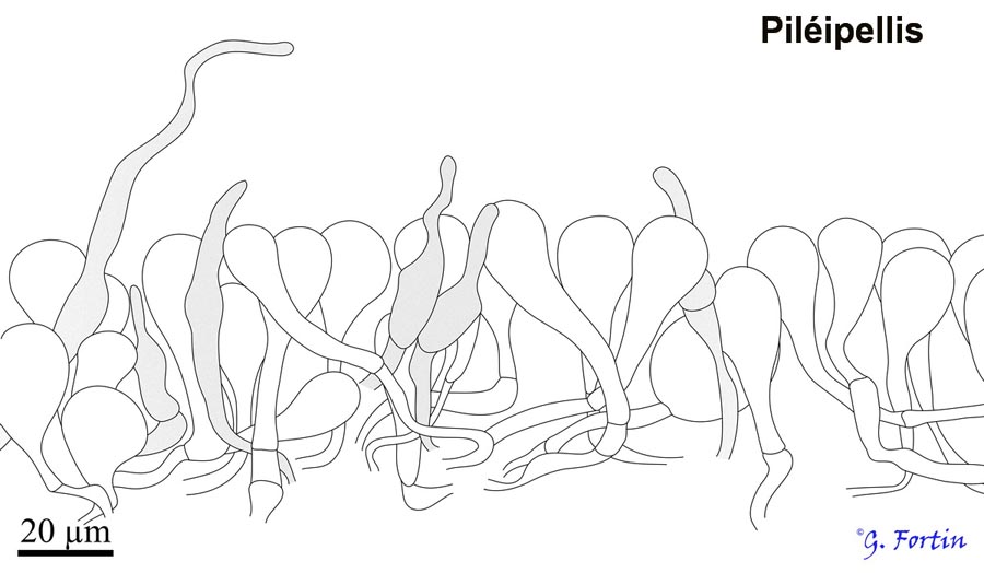 Conocybe apala