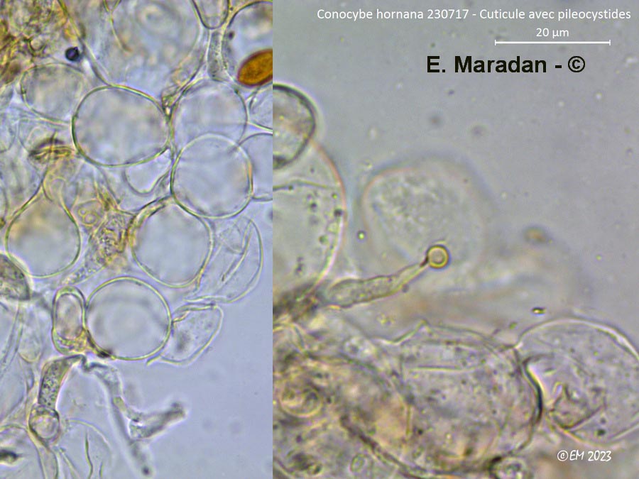 Conocybe hornana