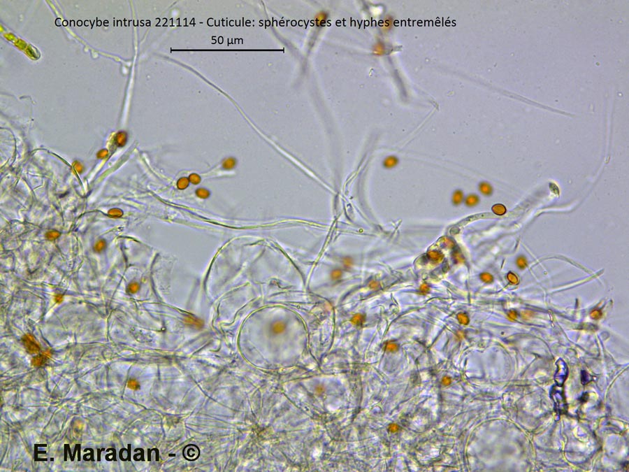 Conocybe intrusa