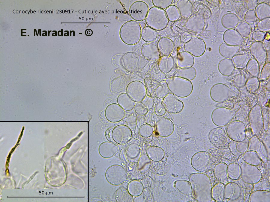 Conocybe rickenii