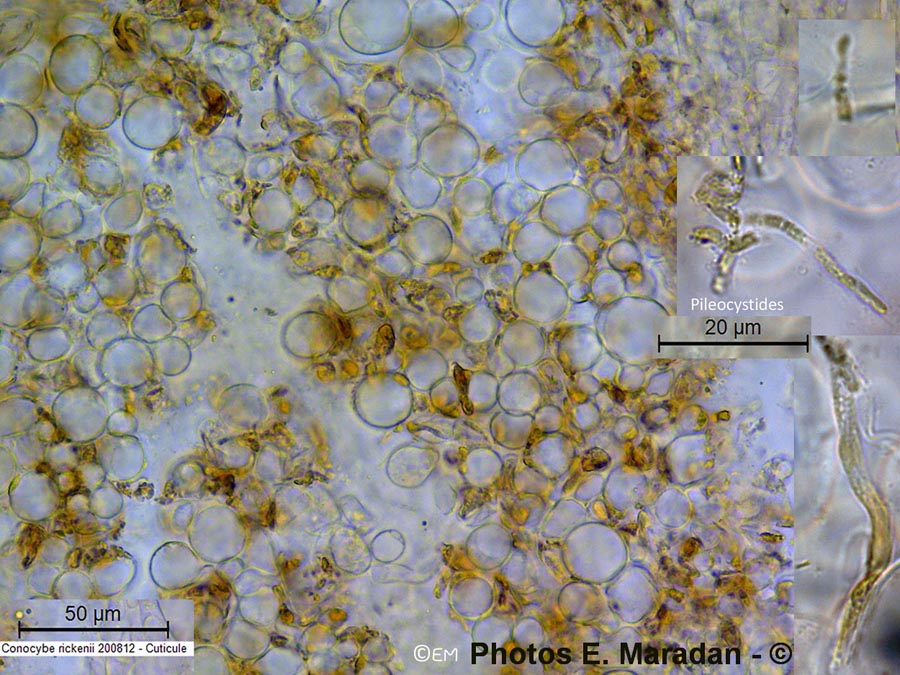 Conocybe rickenii