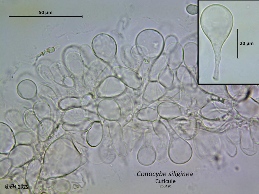 Conocybe siliginea