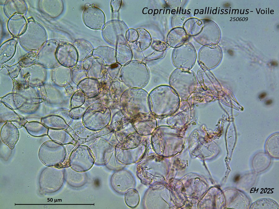 Coprinellus pallidisimus