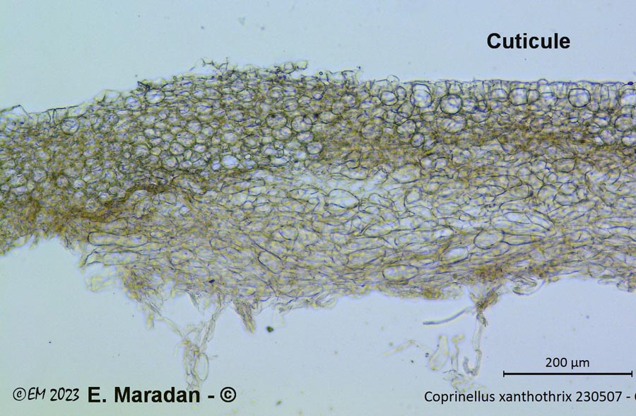 Coprinellus xanthothrix