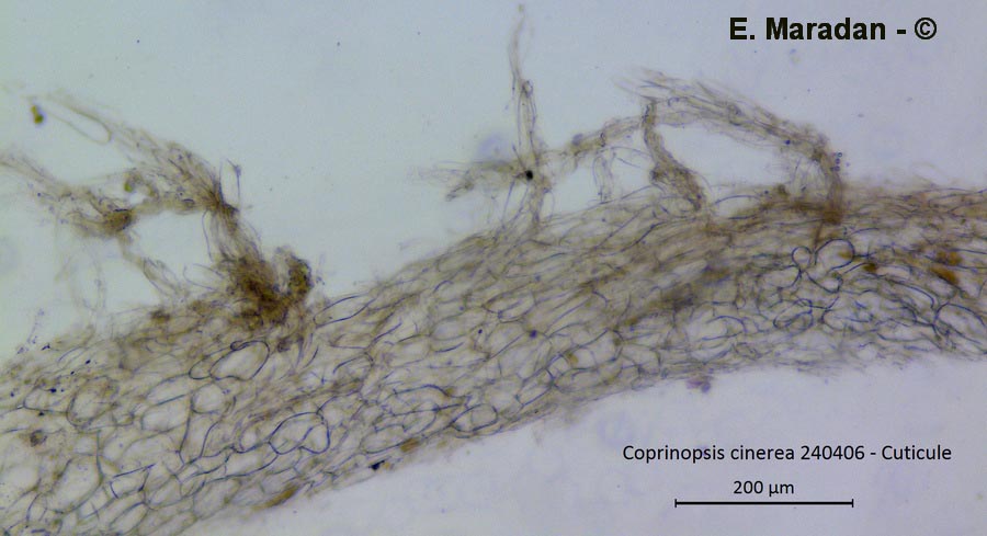 Coprinopsis cinerea