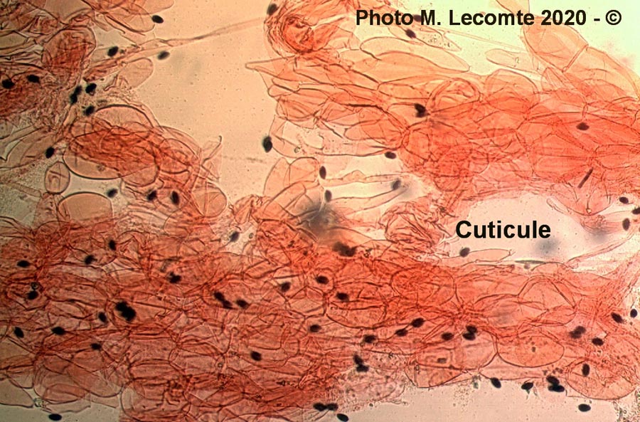 Psathyrella marcescibilis (Coprinopsis marcescibilis)