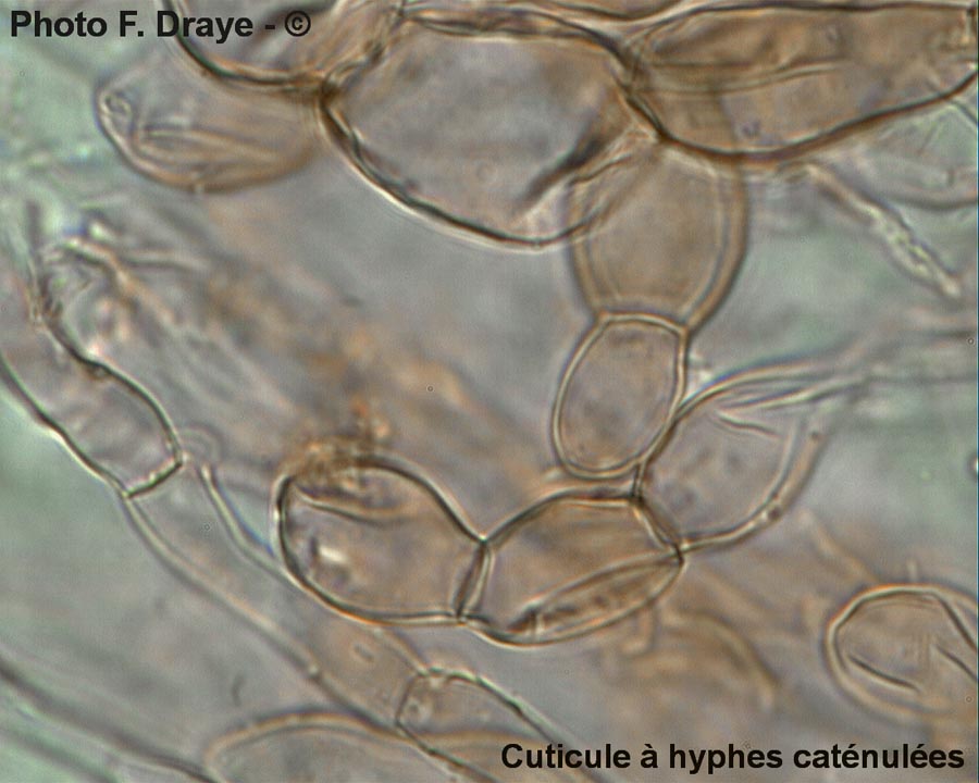 Cystolepiota carinii