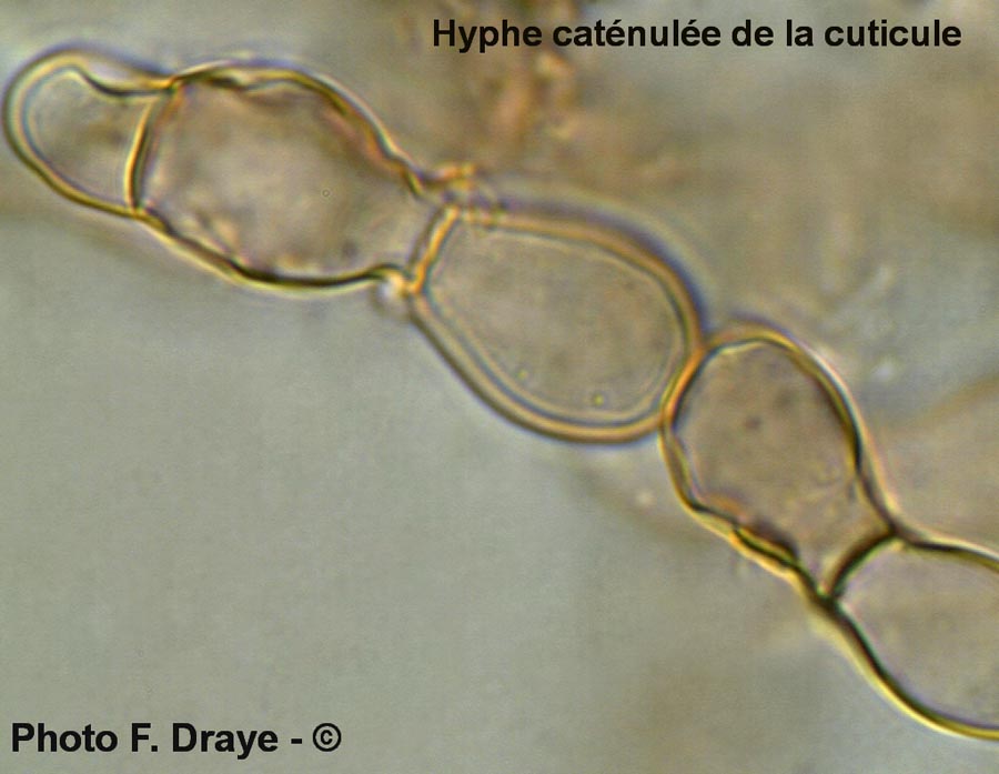 Cystolepiota carinii