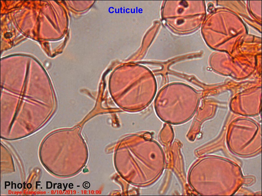 Cystolepiota seminuda