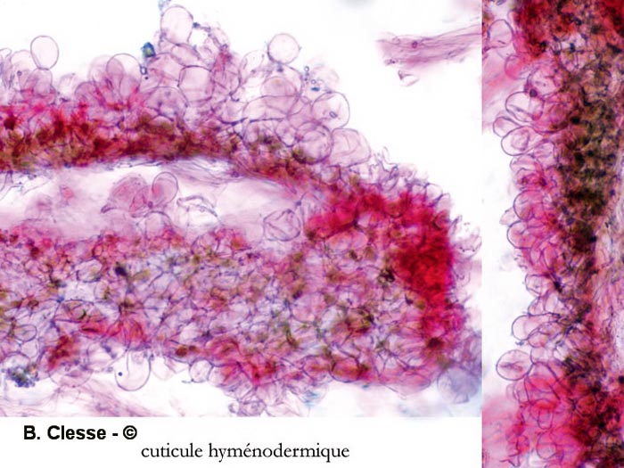 Dermoloma cuneifolium