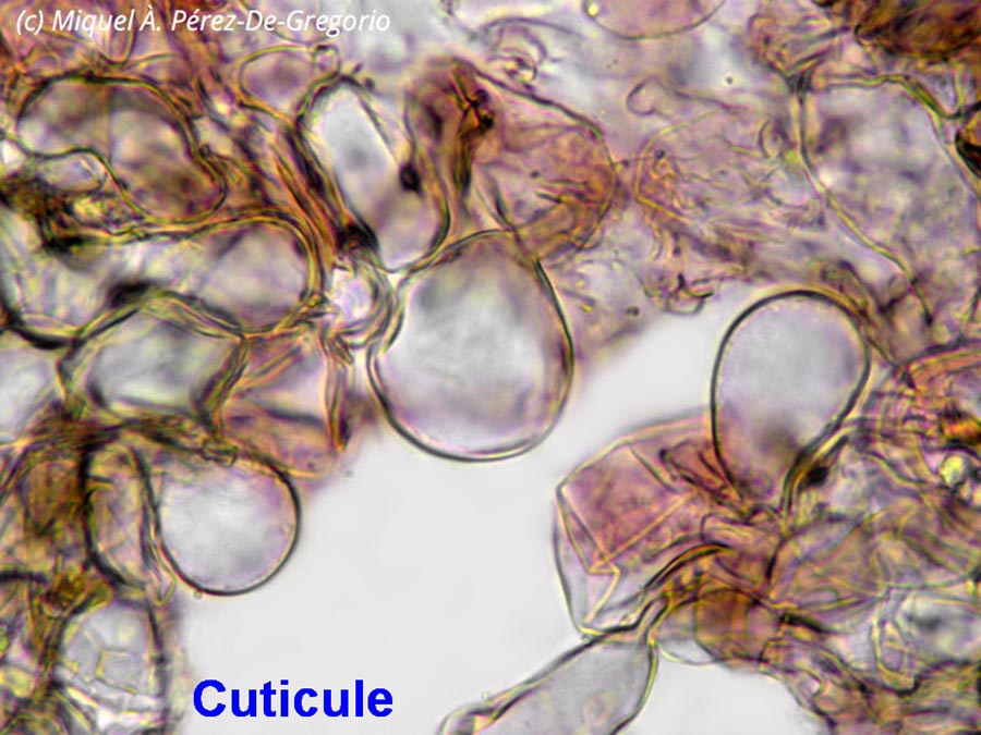 Dermoloma phaeopodium