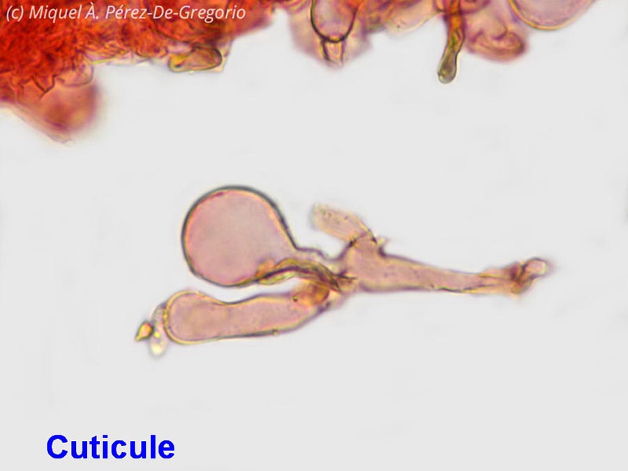 Dermoloma phaeopodium