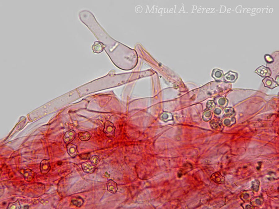 Entoloma byssisedum var. microsporum