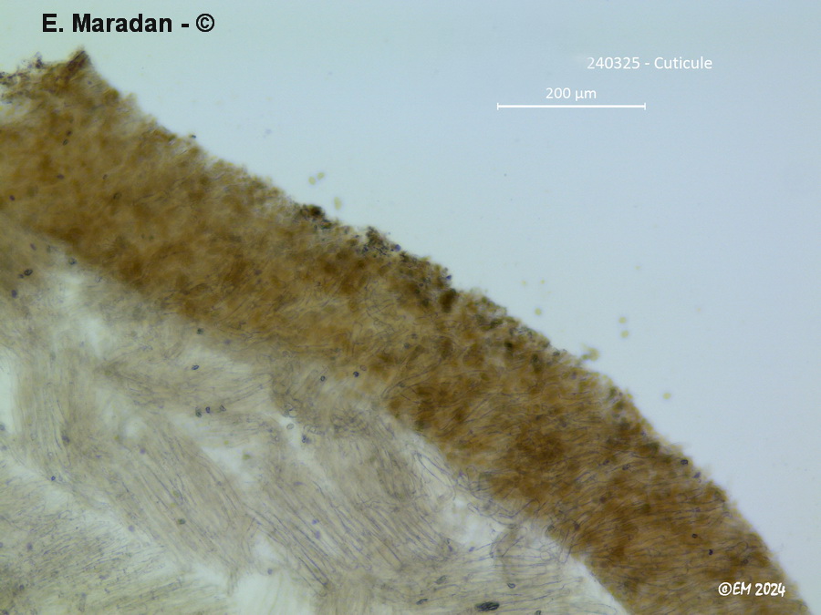 Entoloma plebejum