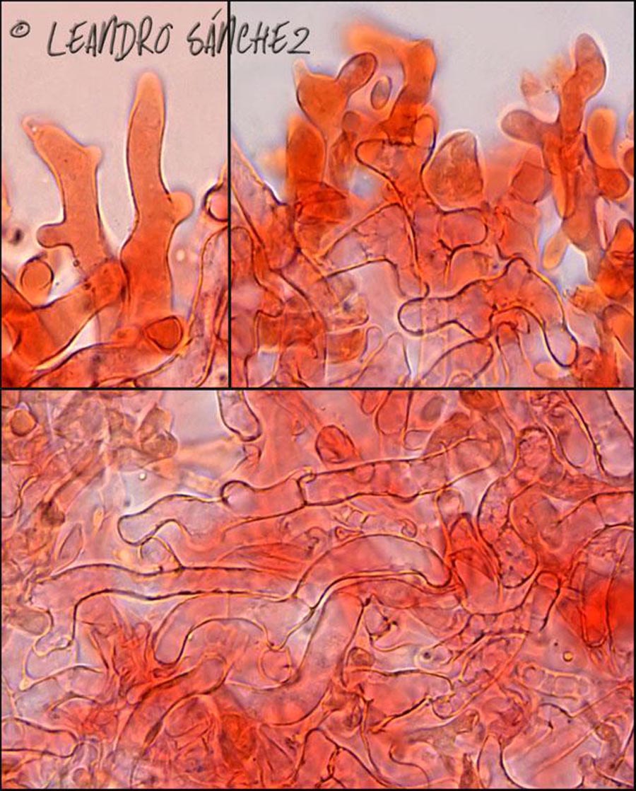 Gymnopus dryophilus (Collybia dryophilus)