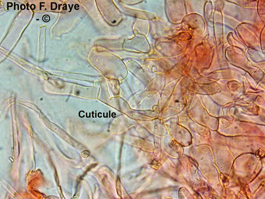 Hebeloma sinapizans