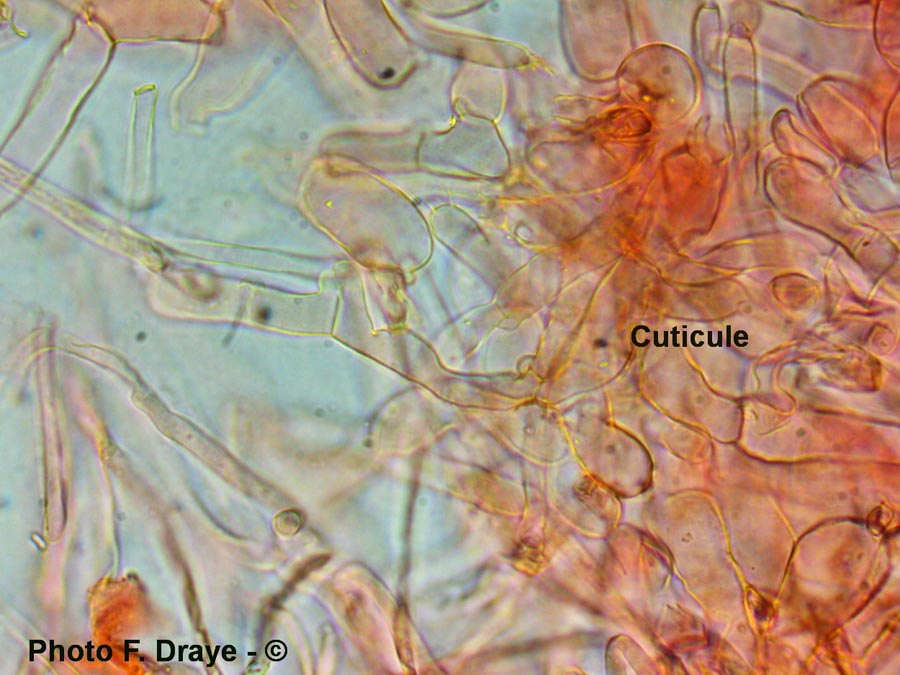 Hebeloma sinapizans