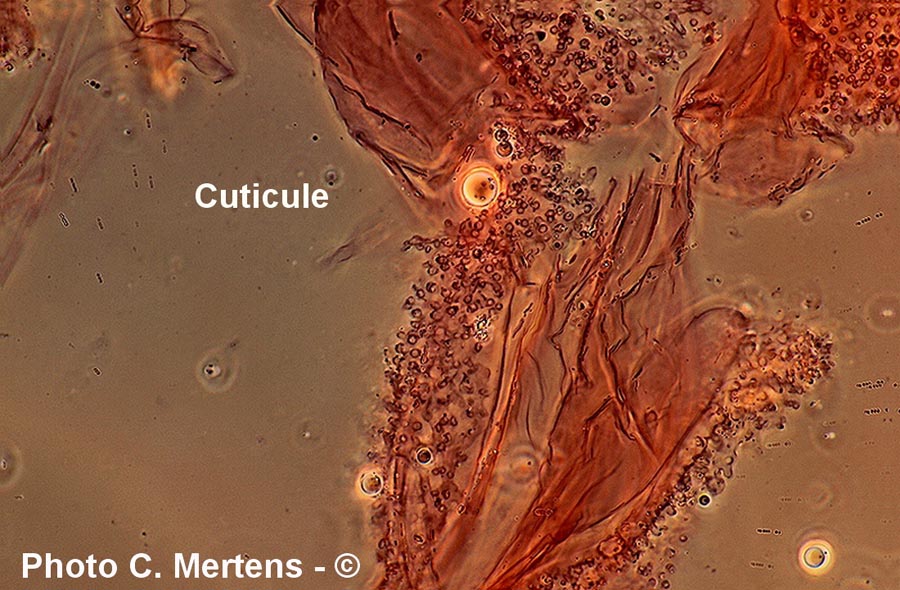 Hemimycena epichloe