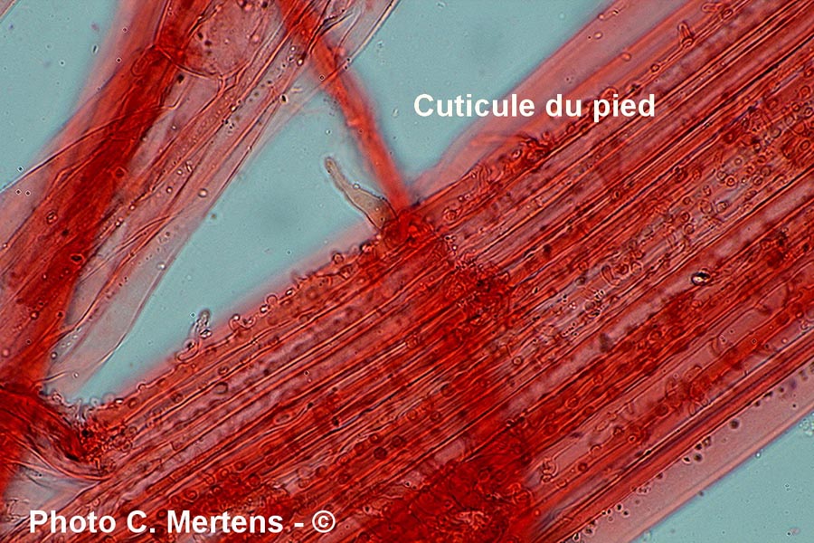 Hemimycena epichloe