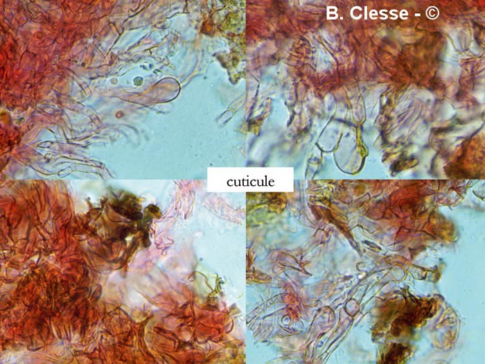 Camarophyllopsis phaeophylla (Hodophilus phaeophyllus)