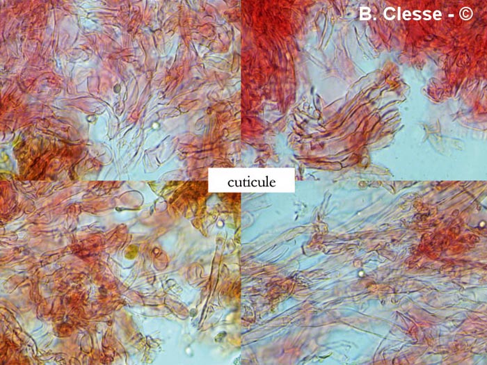 Camarophyllopsis phaeophylla (Hodophilus phaeophyllus)