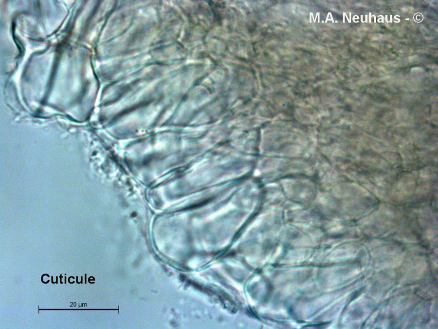 Homophron spadiceum