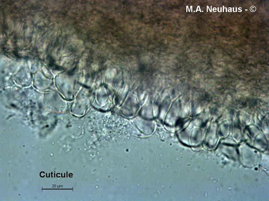 Homophron spadiceum