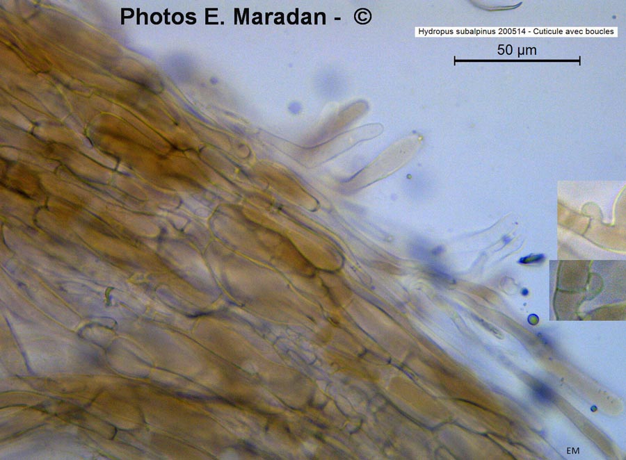 Hydropus subalpinus