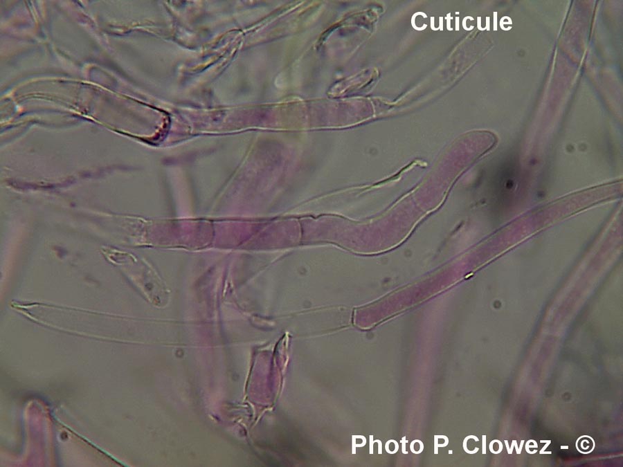 Hygrocybe insipida