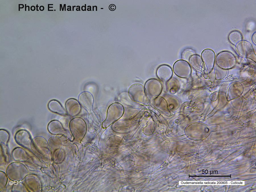 Oudemansiella radicata (Xerula radicata, Hymenopellis radicata)