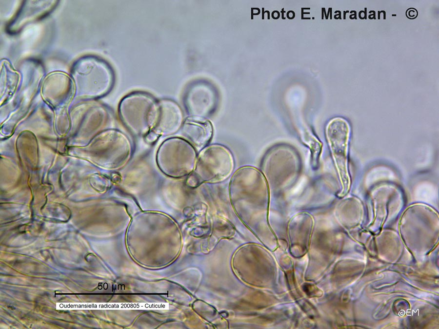 Oudemansiella radicata (Xerula radicata, Hymenopellis radicata)