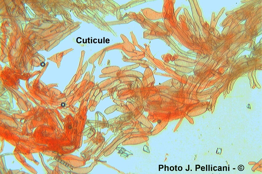 Inocybe calospora