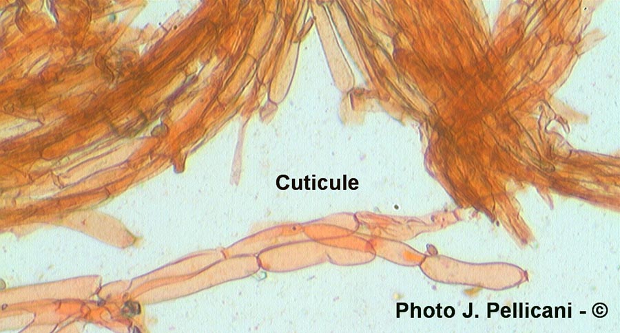 Inocybe fuscidula