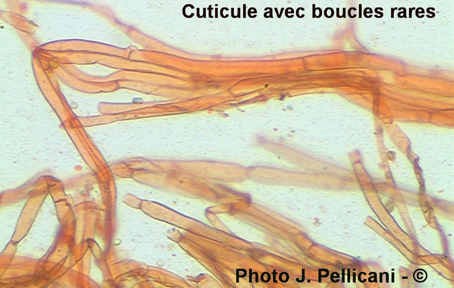 Inocybe fuscidula