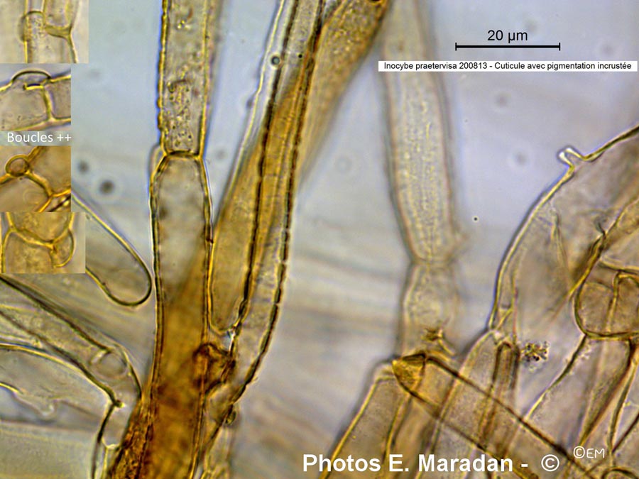 Inocybe praetervisa