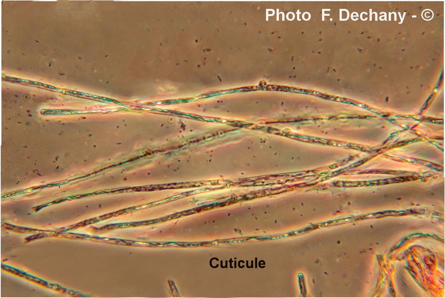 Inocybe praetervisa