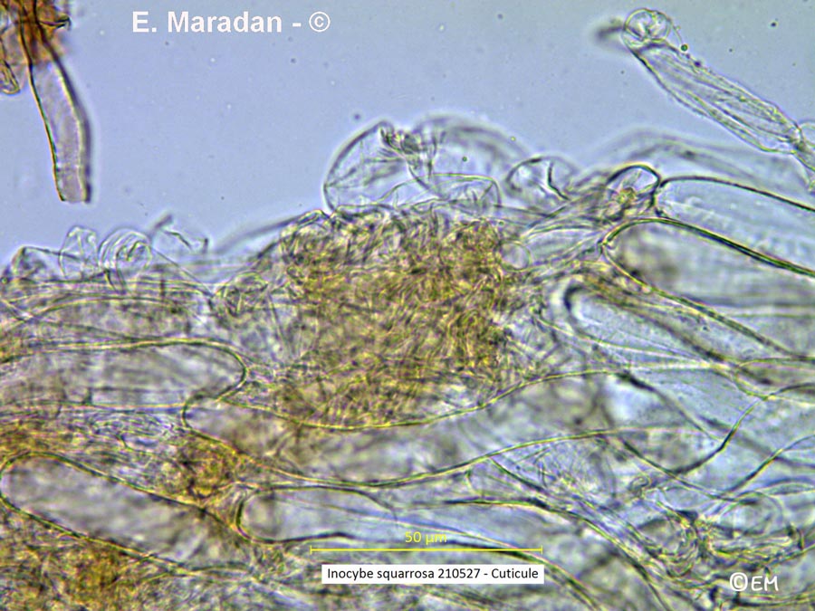 Inocybe squarrosa