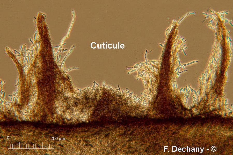 Lentinellus castoreus (Lentinellus castoreus f. ochropallidus)