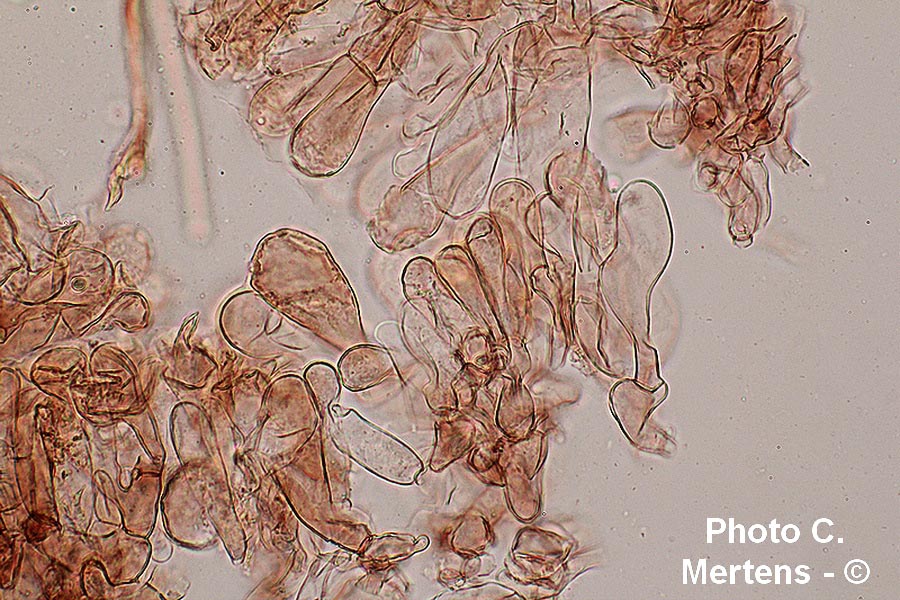 Lepiota hymenoderma