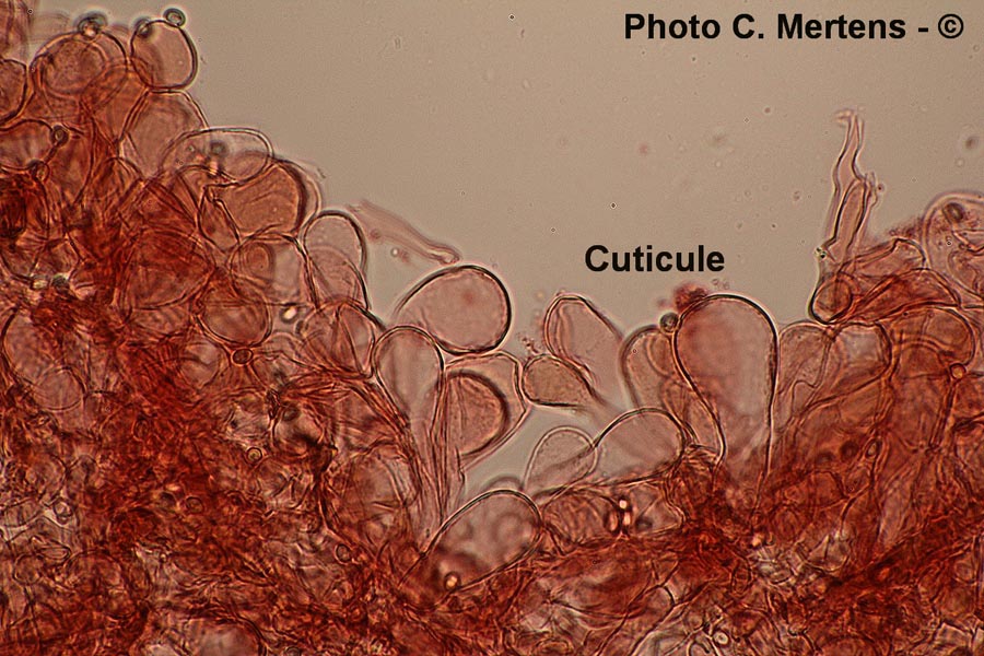 Lepiota lilacea