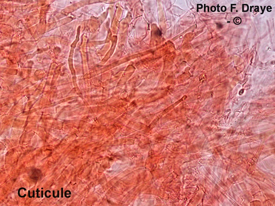 Lepista saeva (Lepista personata)