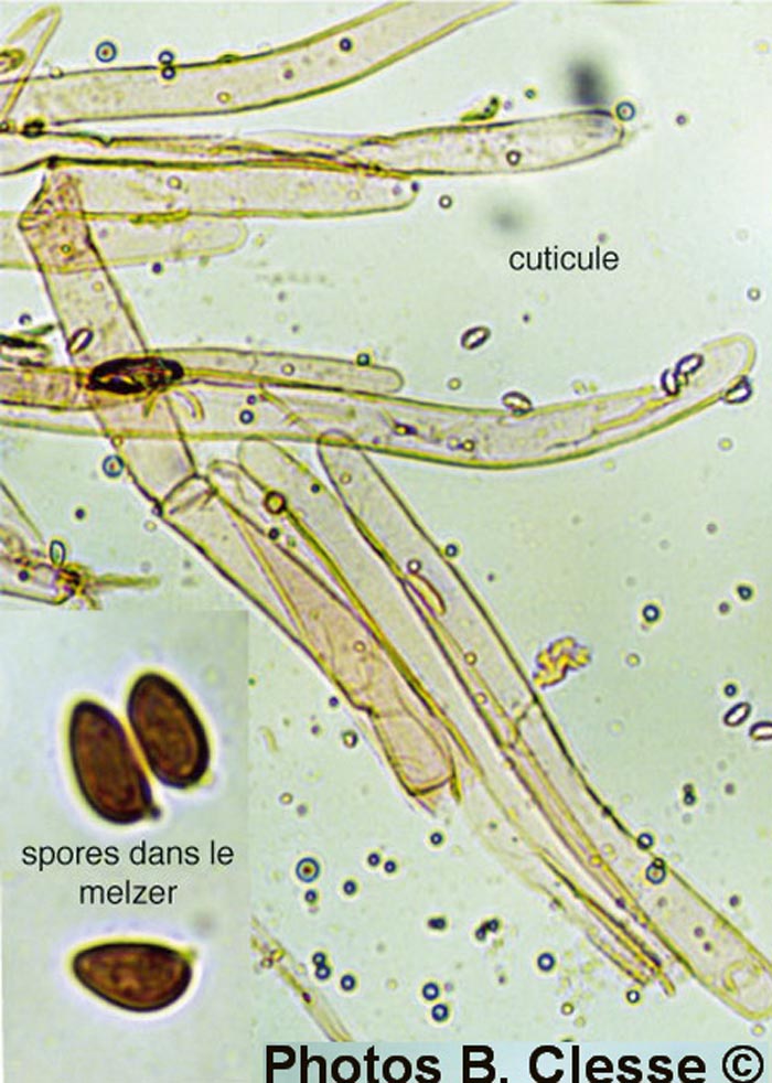 Leucoagaricus sericifer